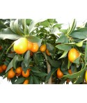 KUMQUAT OVALE / Fortunella japonica 