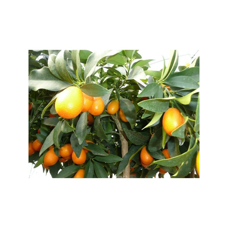 KUMQUAT OVALE / Fortunella japonica 