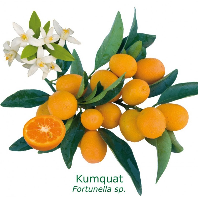 Kumquatier long bio | Mon Orangerie