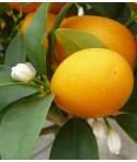 KUMQUAT OVALE / Fortunella japonica 