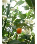 KUMQUAT OVALE / Fortunella japonica 