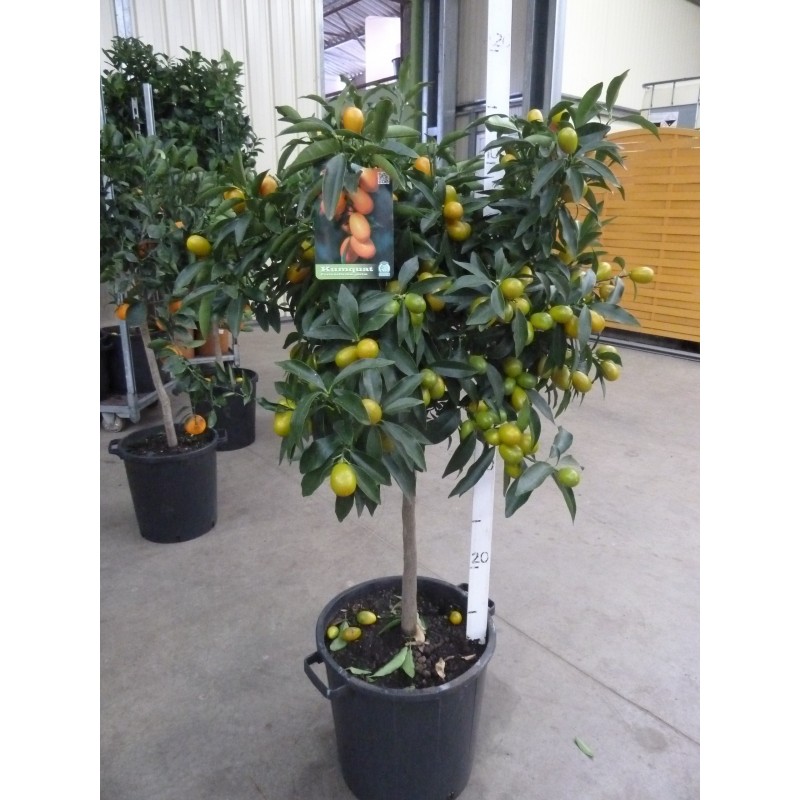 KUMQUAT OVALE / Fortunella japonica 