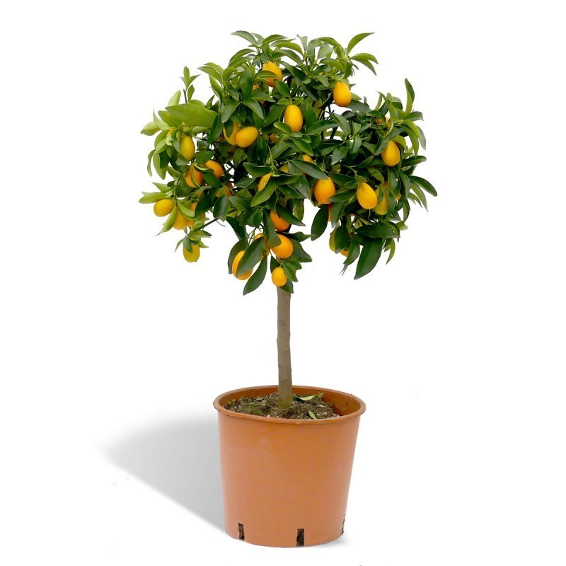 Kumquatier long bio | Mon Orangerie