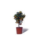 KUMQUAT OVALE / Fortunella japonica