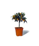 KUMQUAT OVALE / Fortunella japonica