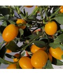 KUMQUAT OVALE / Fortunella japonica