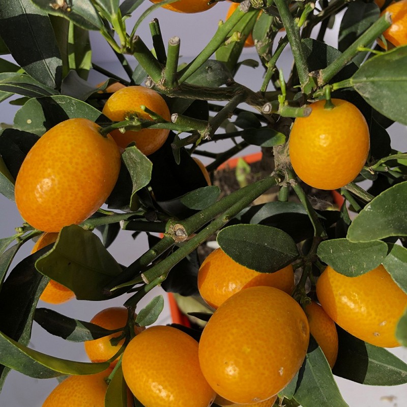 KUMQUAT OVALE / Fortunella japonica