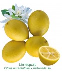 LIMEQUAT / Citrus aurantifolia x Fortunella