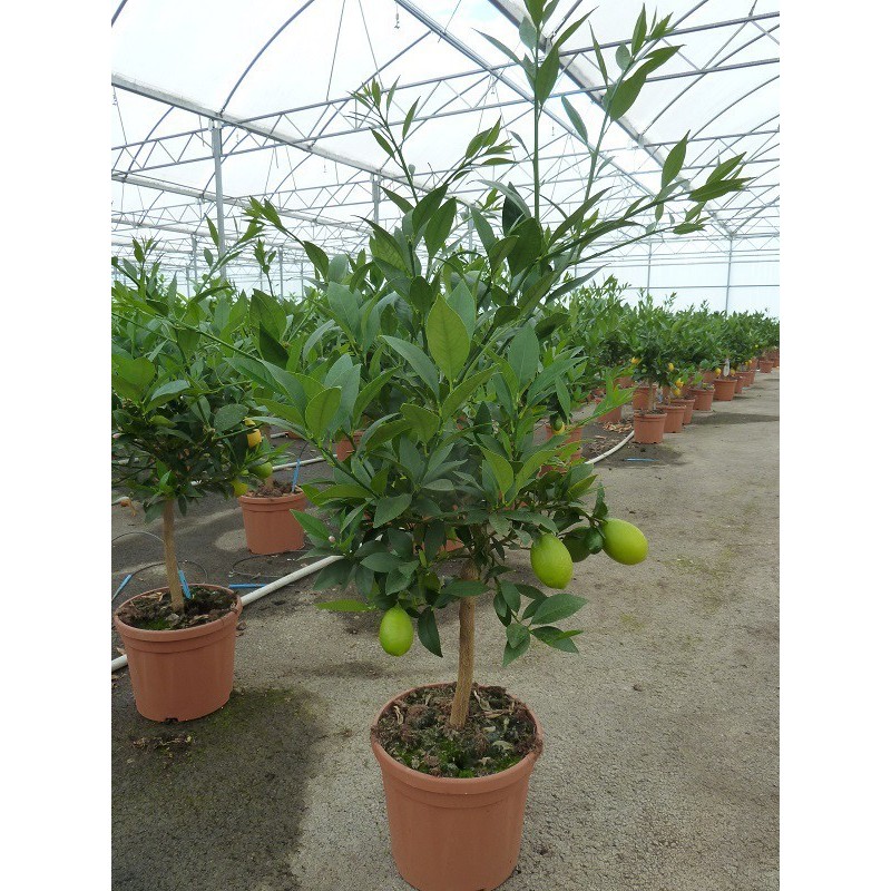 LIMEQUAT / Citrus aurantifolia x Fortunella