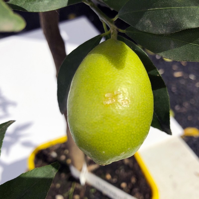 LIMEQUAT / Citrus aurantifolia x Fortunella