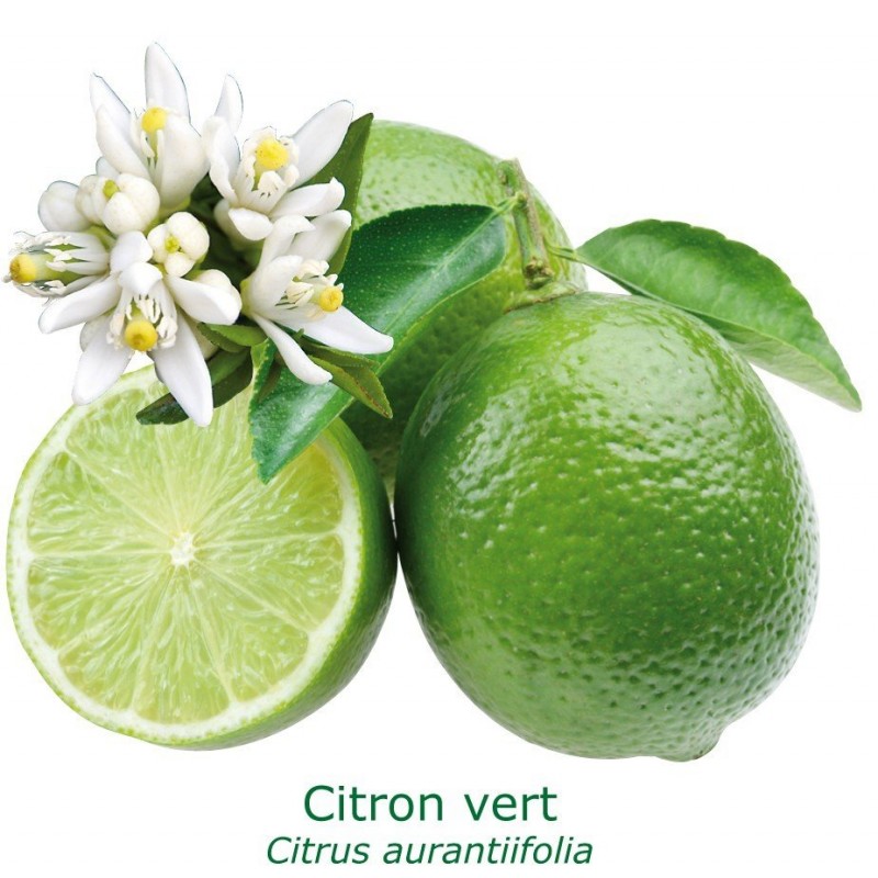 LIME TAHITI ou CITRON VERT / Citrus latifolia 