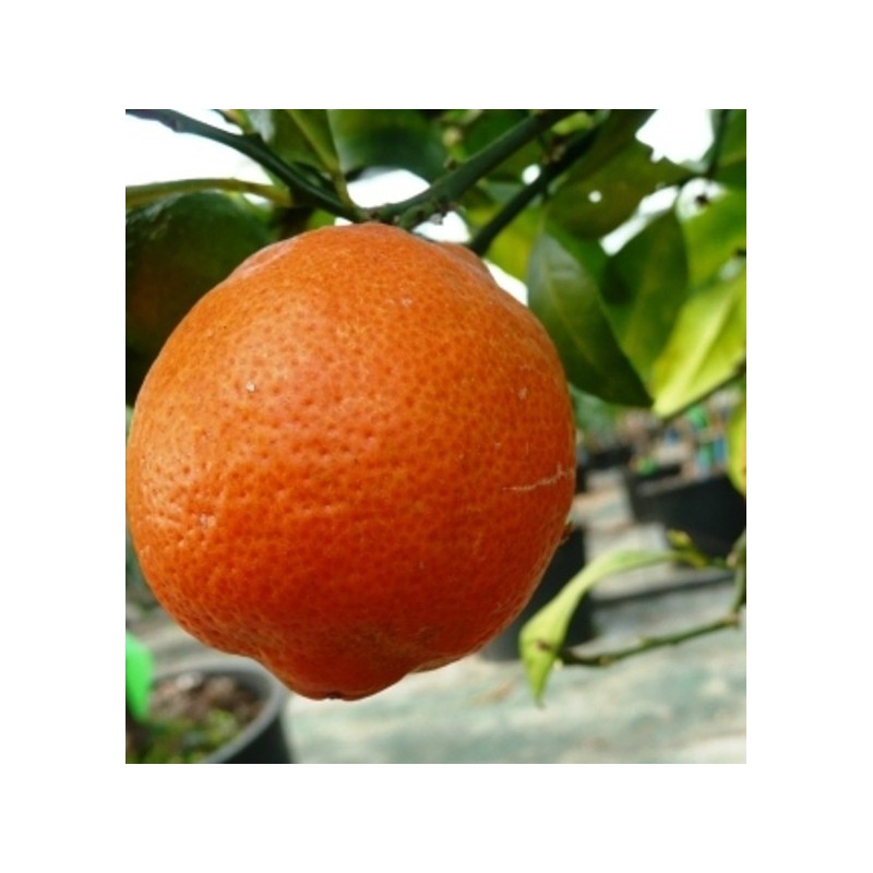 LIME ROUGE RANG PUR / Citrus limonia 'Osbeck'