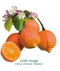 LIME ROUGE RANG PUR  / Citrus limonia 'Osbeck'