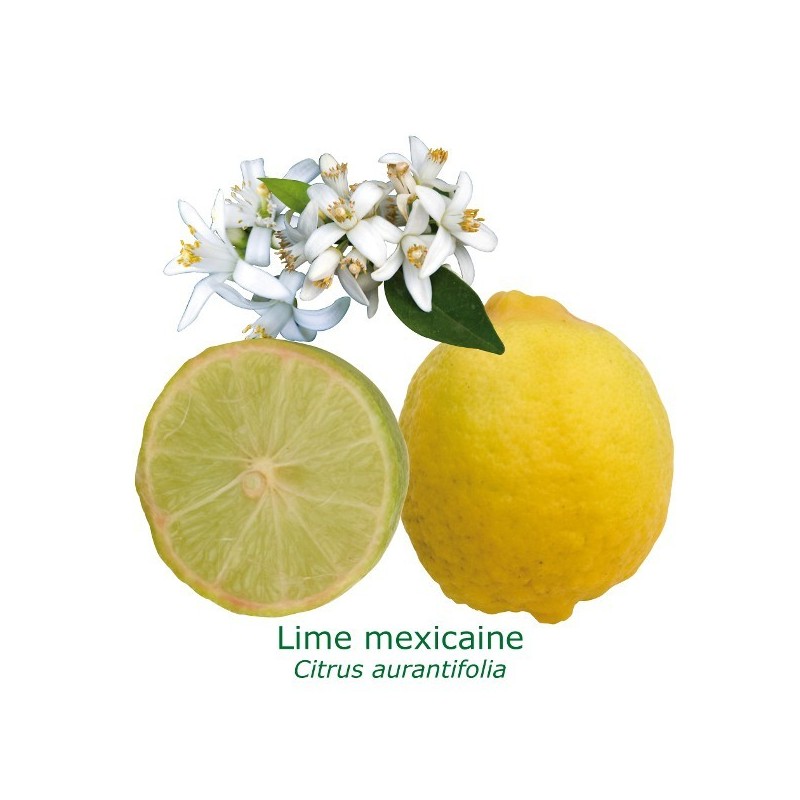 LIME MEXICAINE / Citrus aurantifolia ‘Messicana’