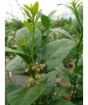 LIME MEXICAINE / Citrus aurantifolia ‘Messicana’