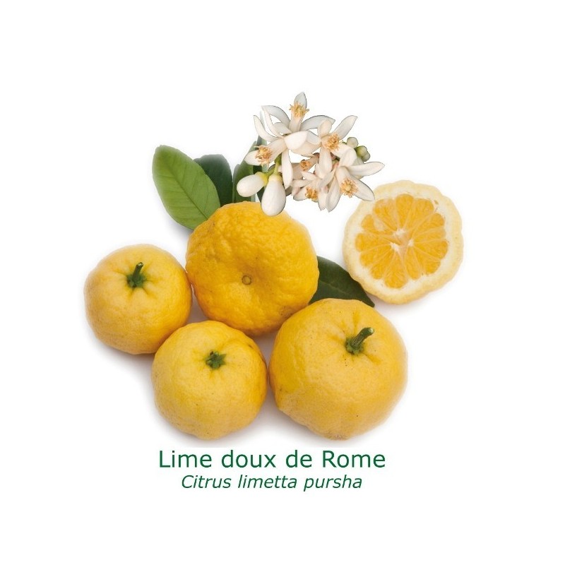 LIME ROMAINE  / Citrus Limetta Pursha