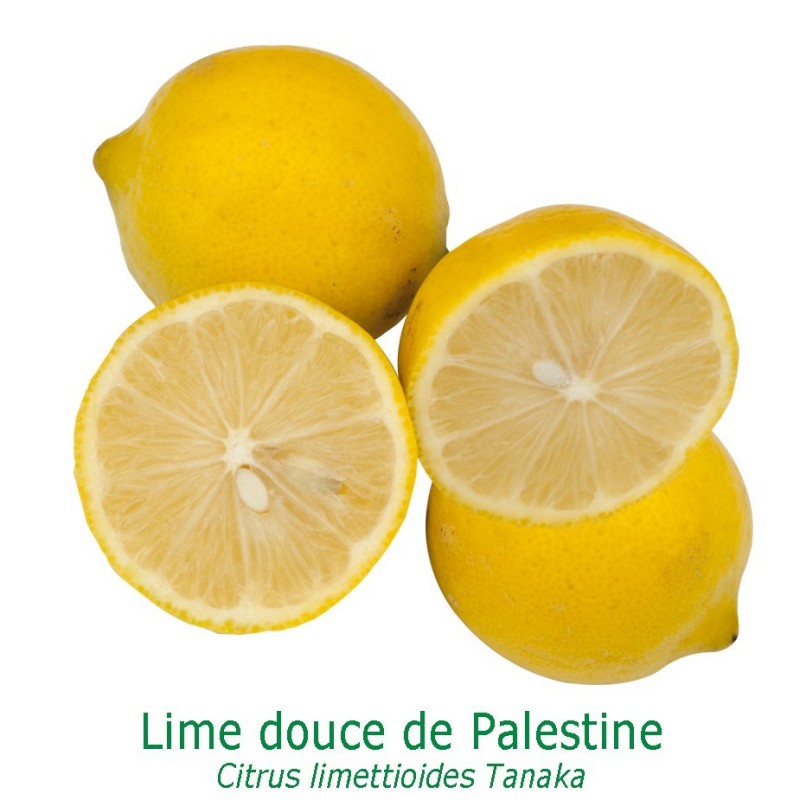 LIME de Palestine