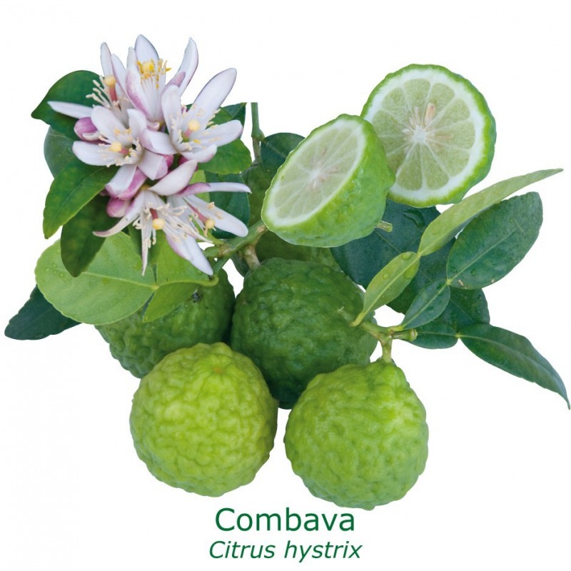COMBAVA / Citrus hystrix
