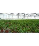 Serre production COMBAVA /  Citrus hystrix