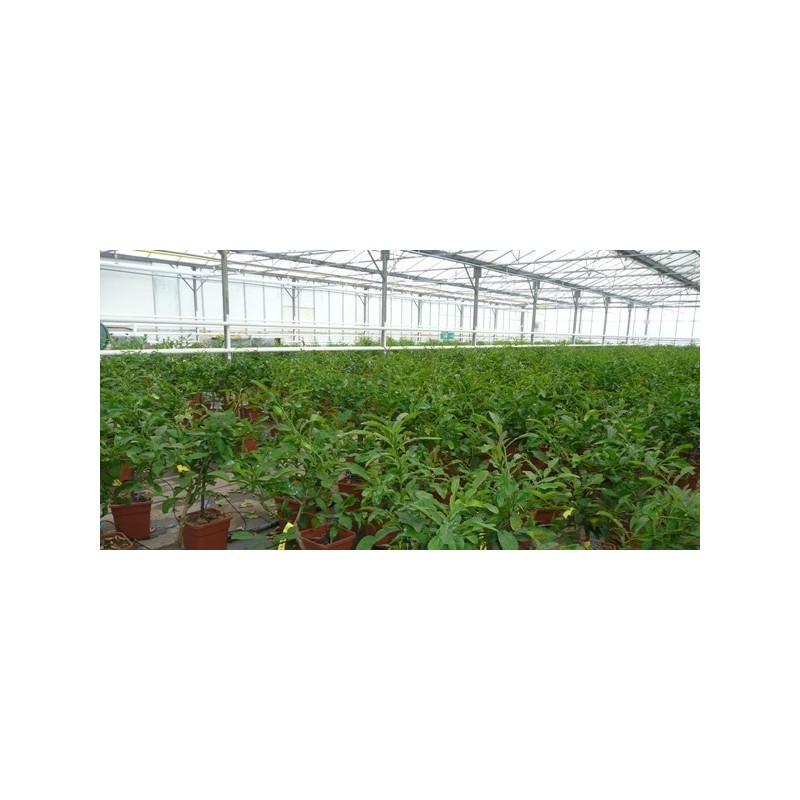 Serre production COMBAVA / Citrus hystrix