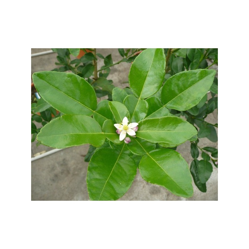COMBAVA / Citrus hystrix fleur