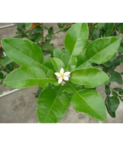 COMBAVA /  Citrus hystrix fleur