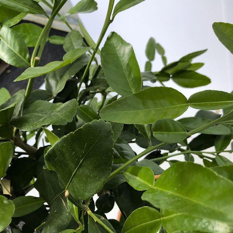 COMBAVA / Citrus hystrix