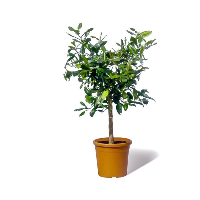 COMBAVA / Citrus hystrix plante en pot