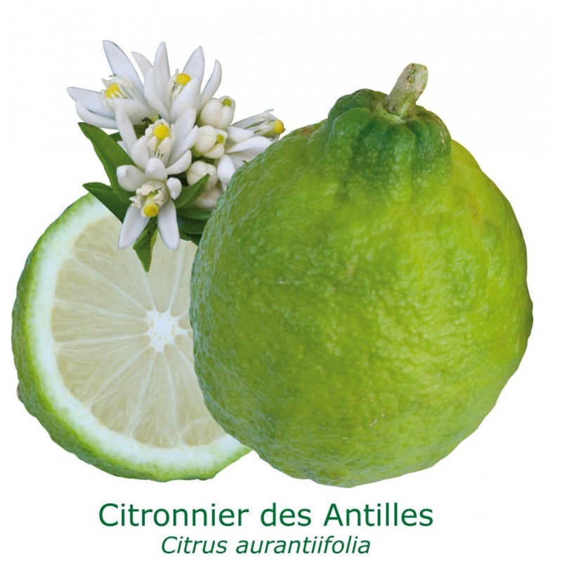 CITRONNIER DES ANTILLES  / Citrus aurantiifolia