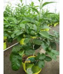 CITRONNIER DES ANTILLES  / Citrus aurantiifolia culture en serre producteur