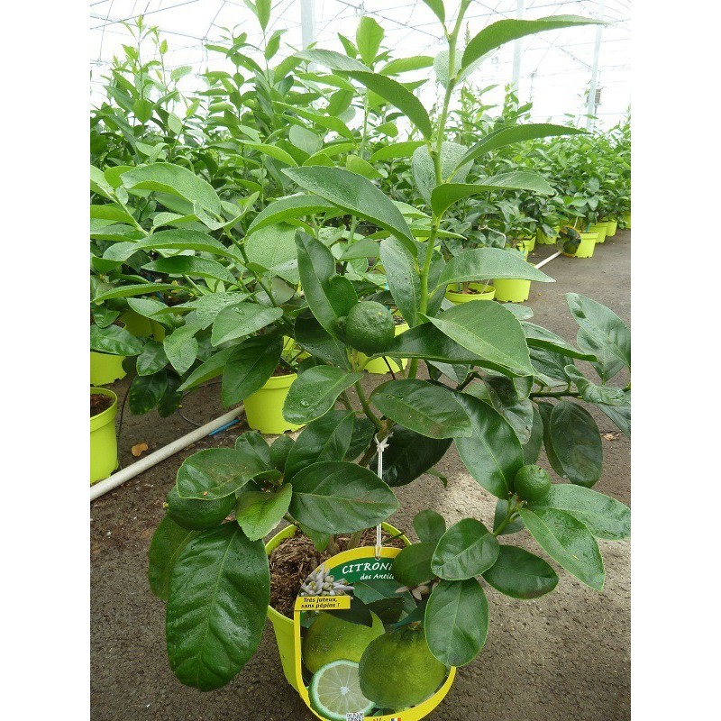 CITRONNIER DES ANTILLES  / Citrus aurantiifolia culture en serre producteur
