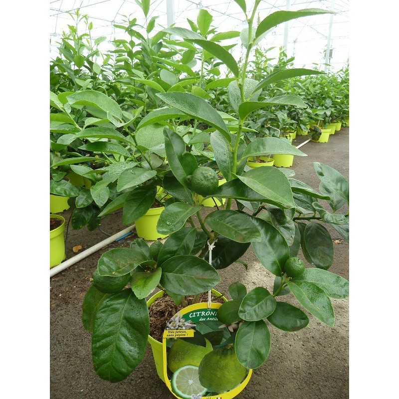 CITRONNIER DES ANTILLES / Citrus aurantiifolia culture en serre producteur