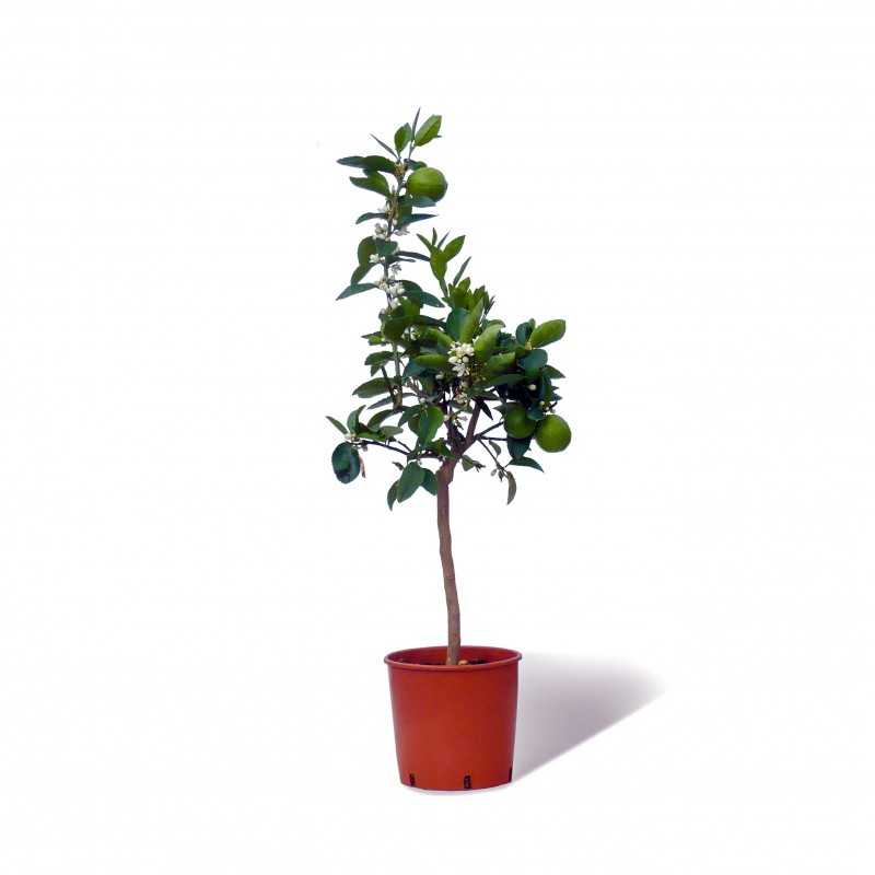 CITRONNIER DES ANTILLES / Citrus aurantiifolia plante en pot avec fruits