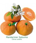 MANDARINIER SATSUMA / Citrus unshiu