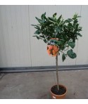 MANDARINIER SATSUMA / Citrus unshiu