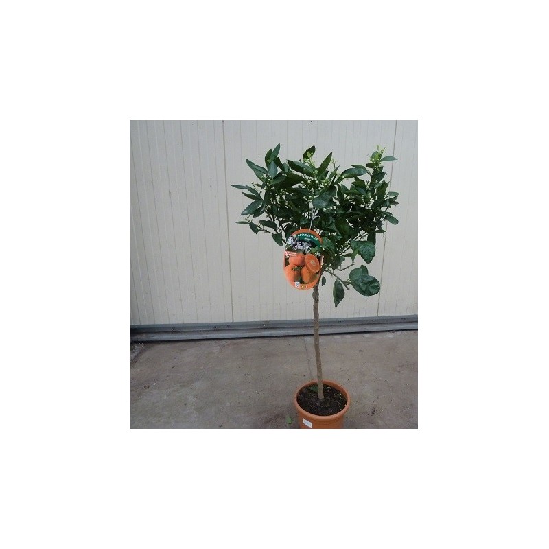 MANDARINIER SATSUMA / Citrus unshiu