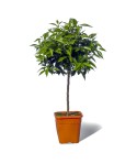 MANDARINIER SATSUMA / Citrus unshiu plante en pot