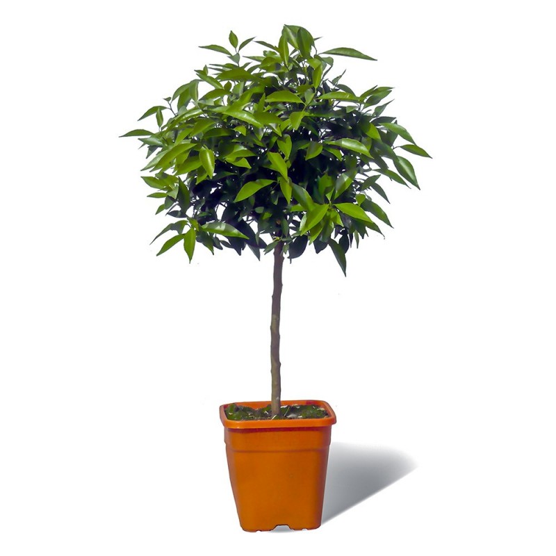 MANDARINIER SATSUMA / Citrus unshiu plante en pot