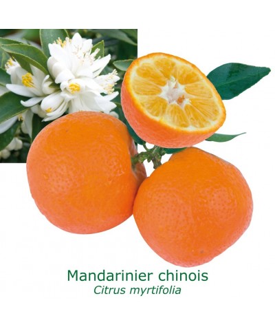 MANDARINIER CHINOIS / Citrus myrtifolia