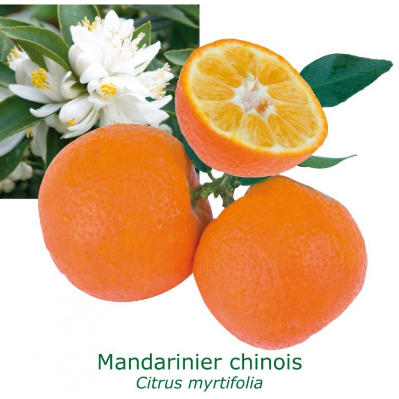 MANDARINIER CHINOIS / Citrus myrtifolia