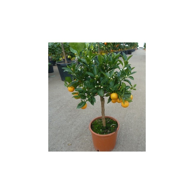 CALAMONDIN / Citrus Madurensis