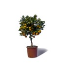 Calamondin plante en pot avec fruits