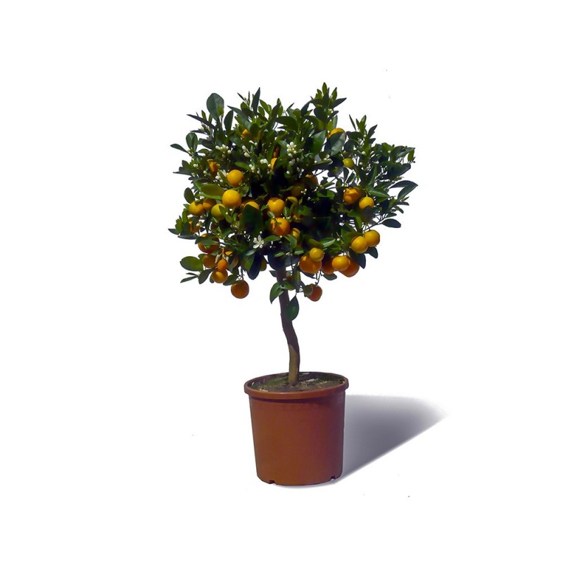 Calamondin plante en pot avec fruits