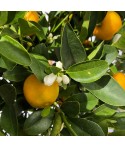 Calamondin fruits, fleurs et feuillage