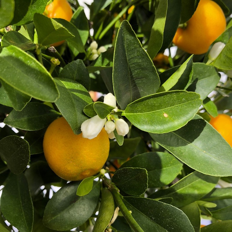 Calamondin fruits, fleurs et feuillage