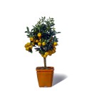 Calamondin plante en pot avec fruits