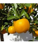 Calamondin  fruit sur arbre