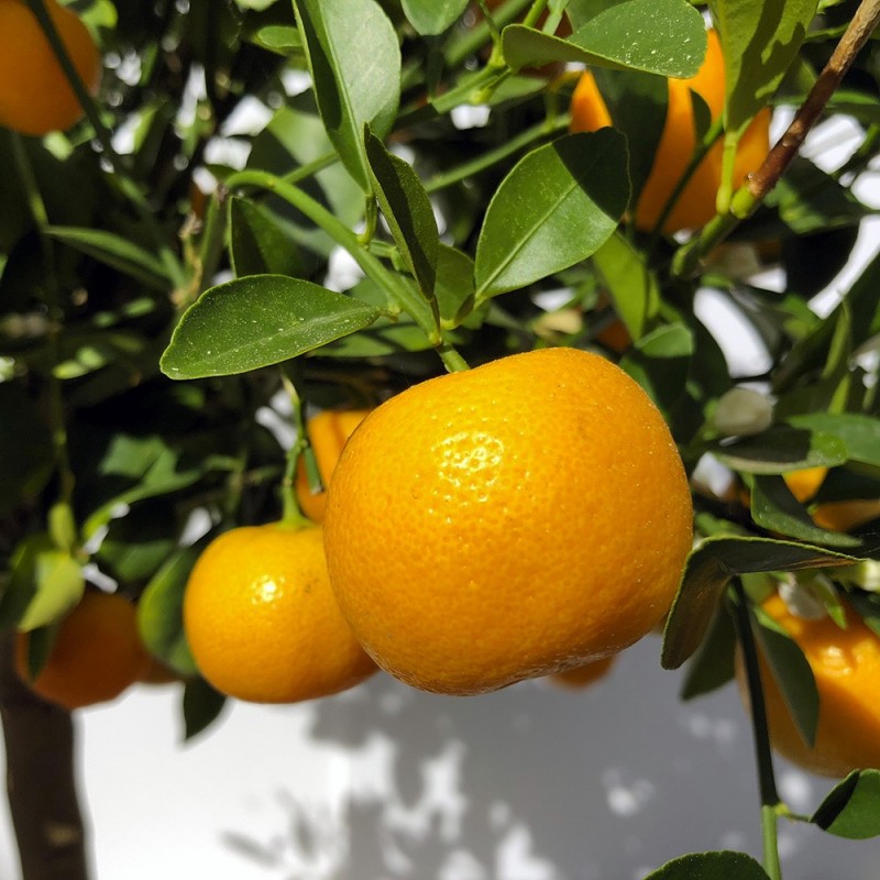 Calamondin fruit sur arbre