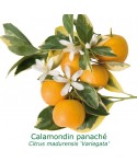 CALAMONDIN PANACHE / Citrus Madurensis 'Variegata'