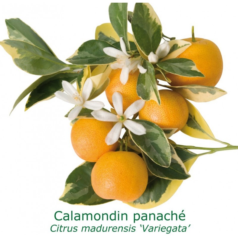 CALAMONDIN PANACHE / Citrus Madurensis 'Variegata'
